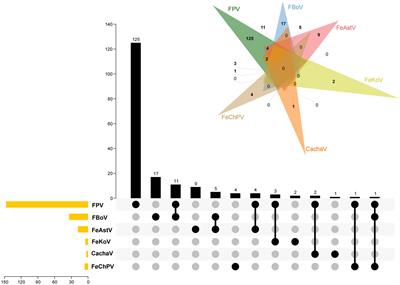 Molecular identification of carnivore chaphamaparvovirus 2 (feline chaphamaparvovirus) in cats with diarrhea from China